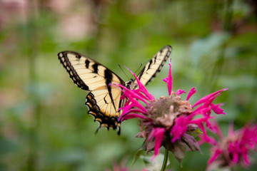 Eastern Tiger Swallowtail