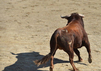 toro en españa