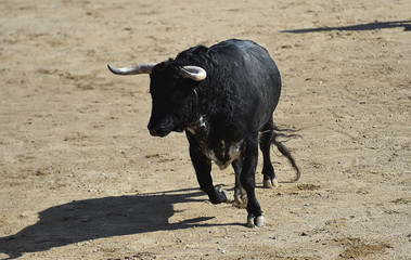 toro en españa