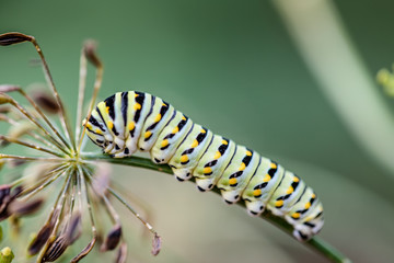 Caterpillar on Dill