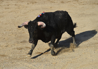 toro