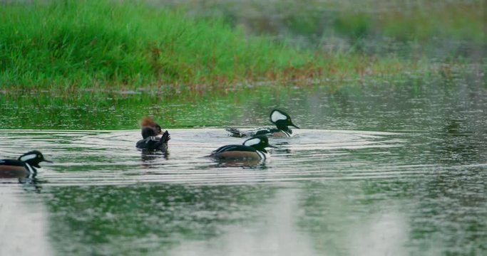Hooded Merganser ducks swimming in a marshy wetlands in slow motion 