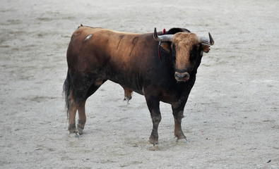 toro