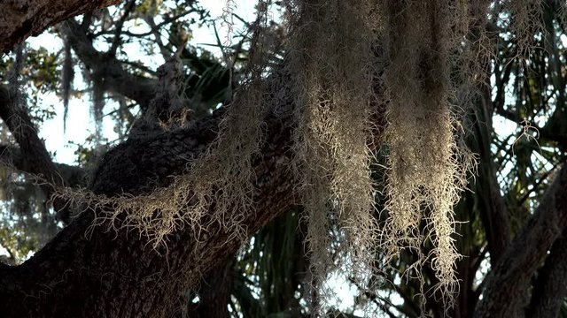 Spanish moss hanging from live oak tree branches