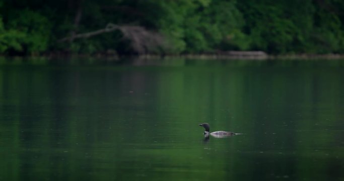 Loon dives under water in slow motion on a lake.