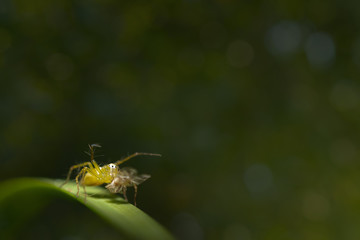 Super Macro spider select focus,Yellow head spider on a Leaves tree in nature