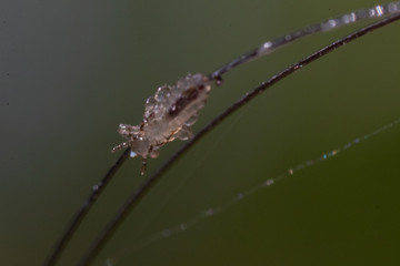 Head lice (louse) on hair