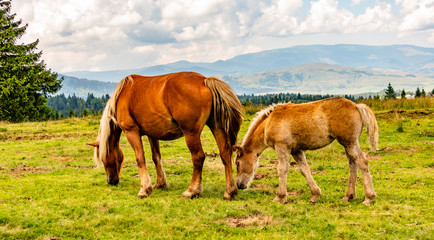 Naklejka na ściany i meble A Mare and a Colt Grazing in a Meadow