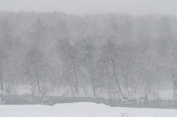 Snowstorm in the forest on the river bank
