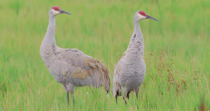 Sandhill Cranes standing in grassy green wetlands area at a wildlife refuge