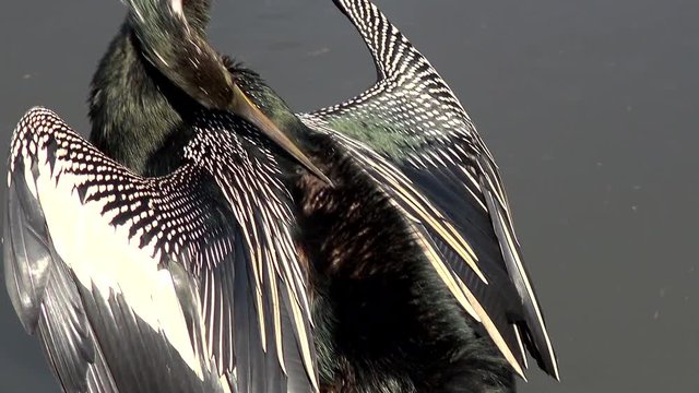 Nice close-up shot of Anhinga (cormorant) with wings spread.  Camera pans from tail feathers to bird&permil;&Ucirc;&ordf;s face