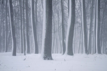 Snowy blizzard in the forest
