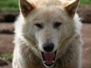 Portrait Schlittenhund Grönland 