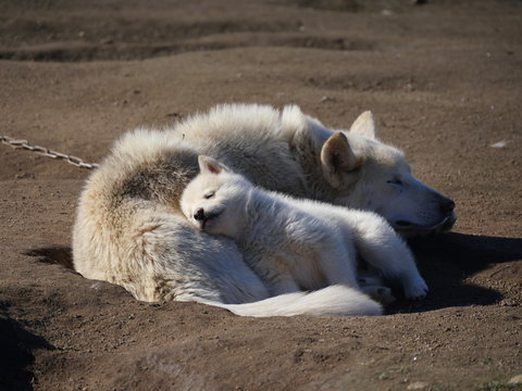 Schlafender Schlittenhund mit Welpe Grönland