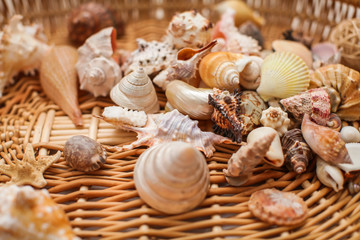Close up Various shape seashells on woven wicker texture in selective focus.