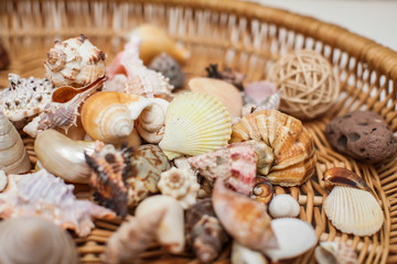 Close up Various shape seashells on woven wicker texture in selective focus.