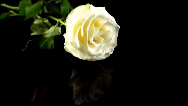 Falling of a rose on a black background. Slow motion.