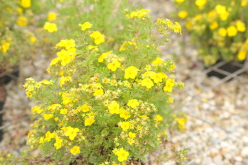 Potentille jackmanii