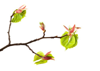Linden spring
