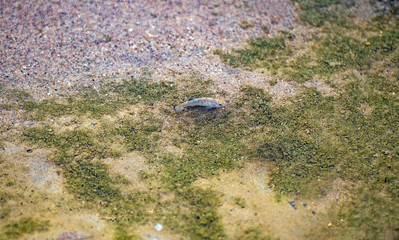 Desert Pupfish in a Desert Stream