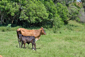 Cow with calf in green pasture