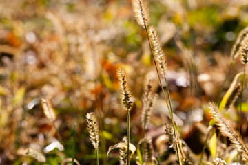 Grass autumn