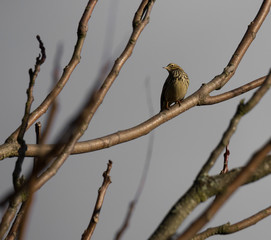 Obraz premium Anthus pratenseis (Petinha-dos-prados) in Braga, Portugal at winter.