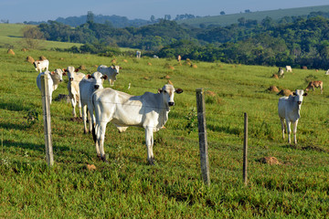 Nelore and mestizo cattle under the morning light