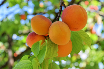 Apricot orchard