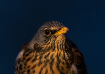 night portrait of fieldfare in winter in stockholm