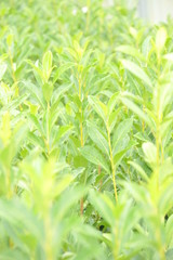 Obraz premium Prunus caucasica