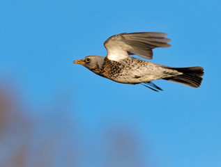filedfare in flight in summer in stockholm