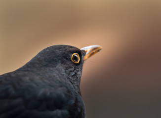 close-up portrait of male blackbird in winter in stockholm