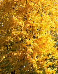 Part of yellow maple closeup