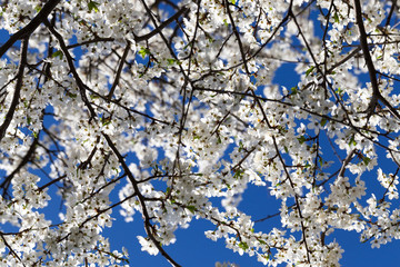 White blooming tree