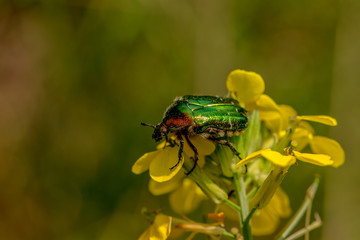 Rosenkäfer