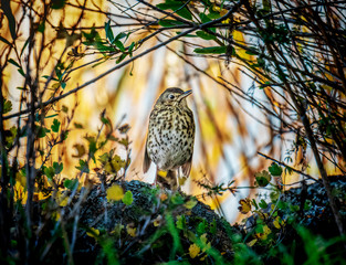 portrait of song thrush in summer in stockholm