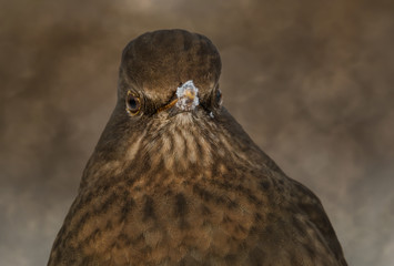 close-up portrait of female blackbird in winter in stockholm