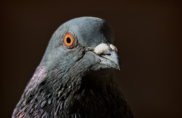 portrait of feral pigeon city pigeon in stockholm
