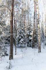 Trees in winter
