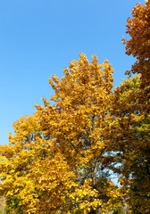 yellowed maple trees in autumn