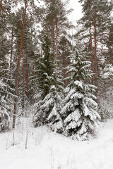 Trees in the forest in winter