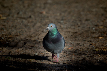 feral pigeon city pigeon in stockholm