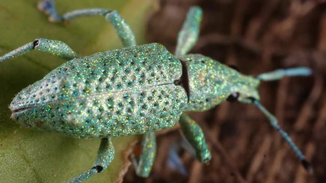 Glitter Weevil (Compsus sp.) A bright green species from the Ecuadorian Amazon. An example of structural colouration, created from photonic crystals within the body scales.