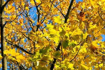 colorful maple leaves