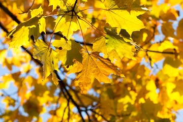 colorful maple leaves