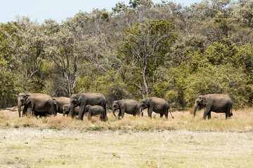 Naklejka premium herd of elephants