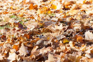 fallen leaves on the ground