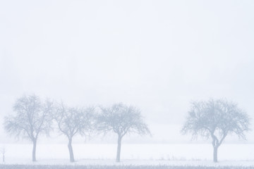 Bäume im Schneegestöber