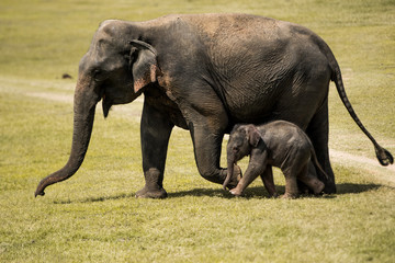 Elephants in Sri Lanka, Baby and Mother